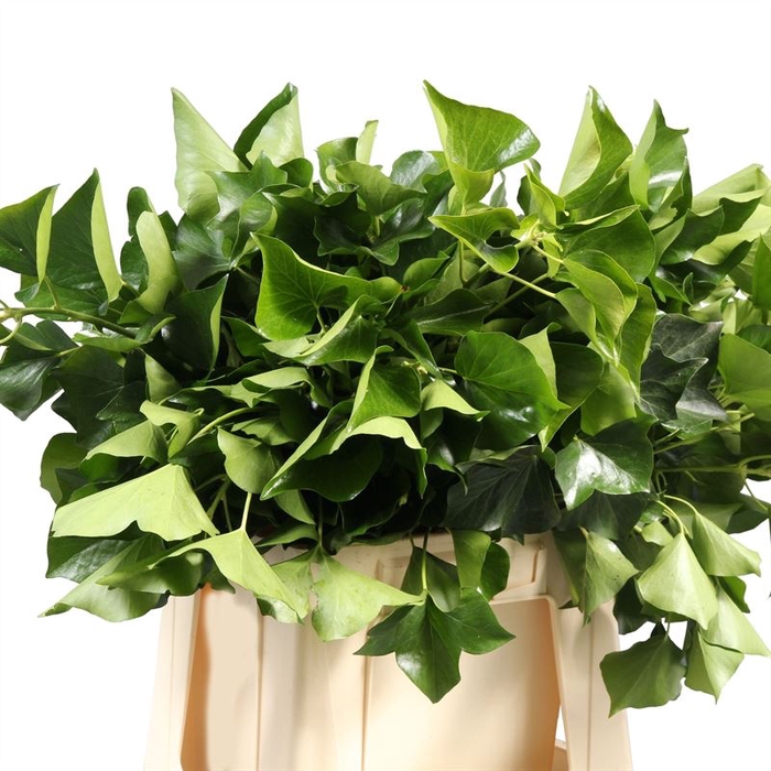 <h4>Hedera NL</h4>