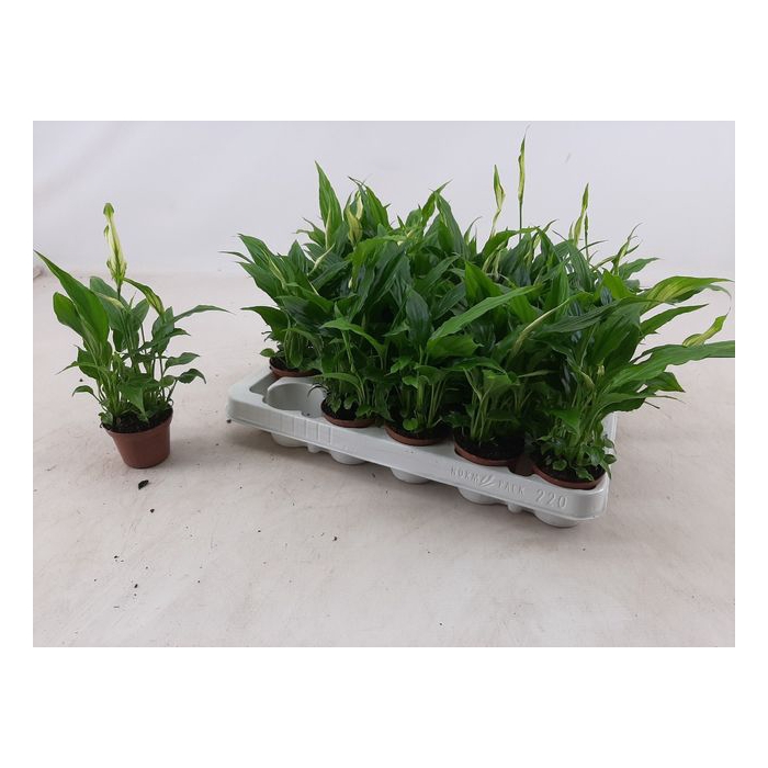 <h4>Spathiphyllum Chopin 6,5Ø 20cm 3fl</h4>