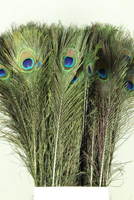 <h4>Feather Peacock 60-70cm</h4>