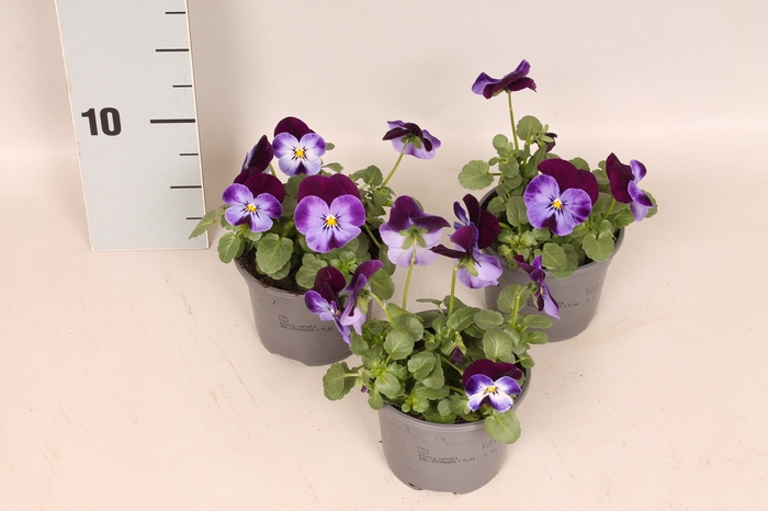 <h4>Viola cornuta F1 Denim jump up</h4>