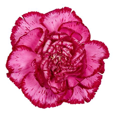 <h4>Di St Bacarat Purple</h4>