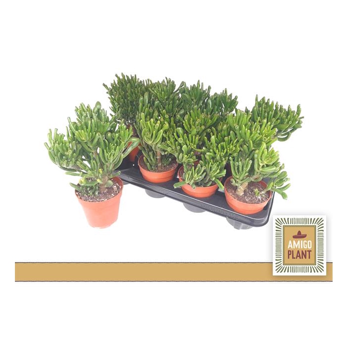 <h4>Crassula Hobbit 12Ø 24cm</h4>