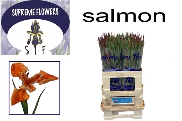 <h4>Iris paint salmon</h4>