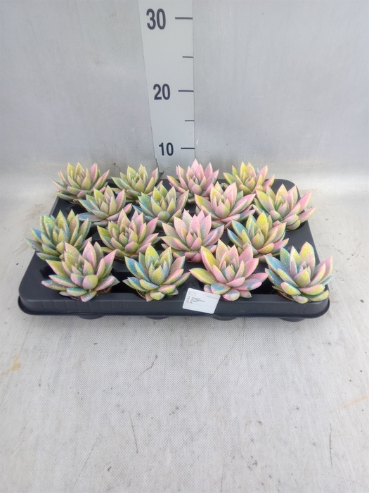 <h4>Echeveria  'Miranda'</h4>