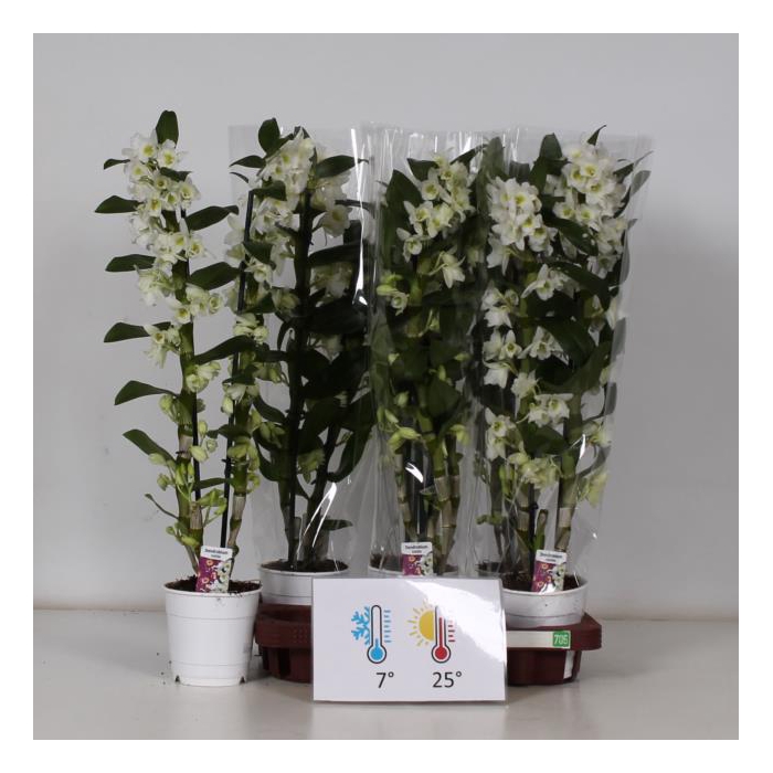 <h4>Dendrobium Nobile Apollon 12Ø 60cm 2st 20fl</h4>