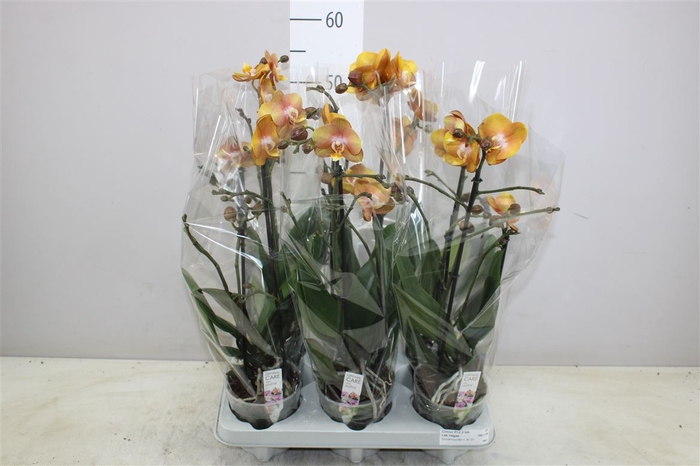<h4>Phal Multifl Las Vegas 2 Tak</h4>