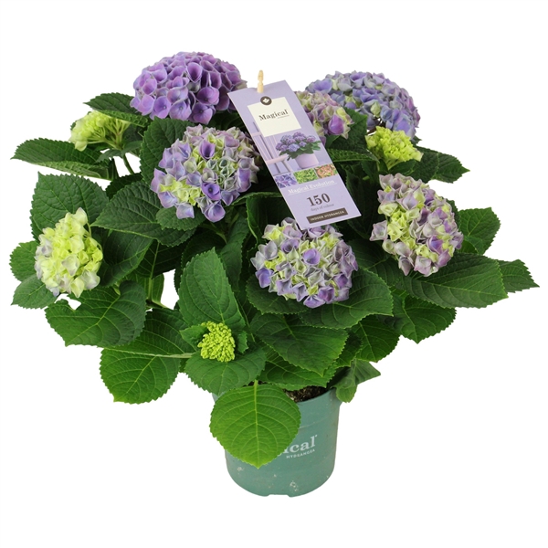 <h4>Hydrangea Magical Evolution ® blue 5/6 flowers</h4>