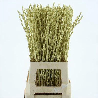 <h4>Salix paint pussy willow gold</h4>