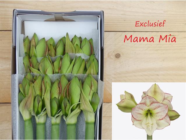 <h4>Hippeastrum mama mia</h4>