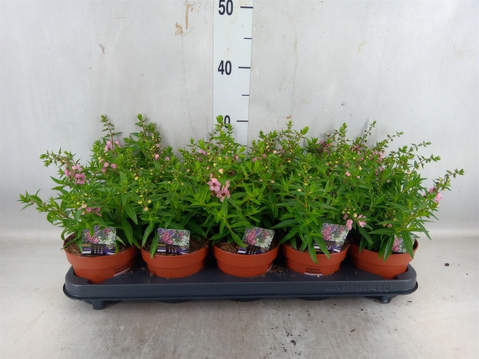 <h4>Angelonia 'serena Lavender'</h4>