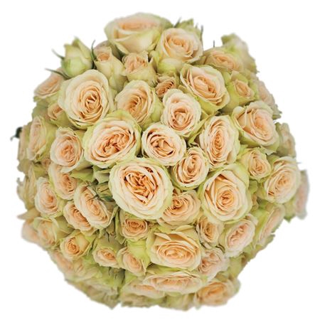 <h4>> Rosa Spray Brilliant Stars Scorpio</h4>