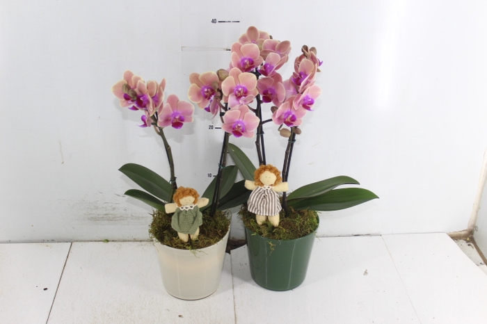 <h4>COQ. PLANTAS ORN. T4</h4>
