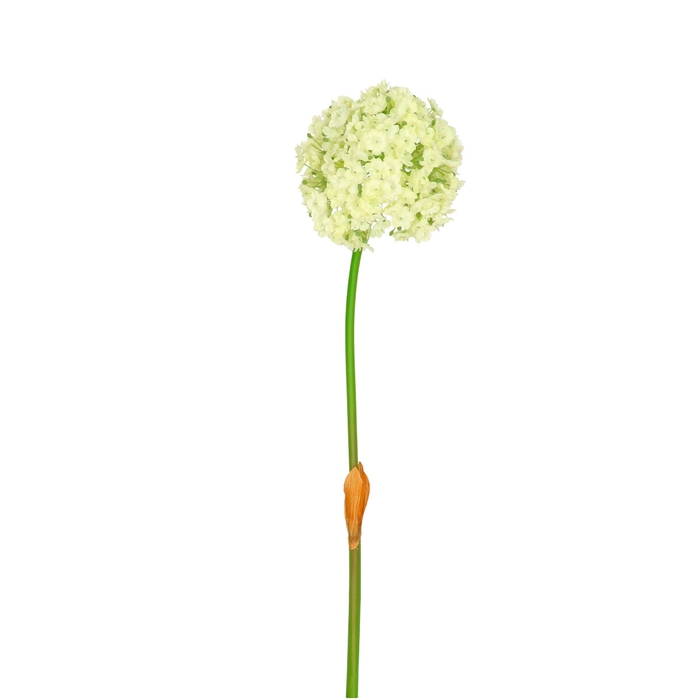<h4>Artificial flowers Allium 82cm</h4>