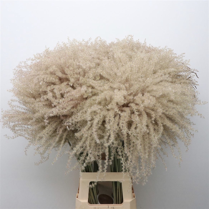 <h4>Dried Stipa Feather Natural</h4>