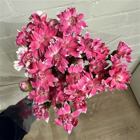 <h4>Di S Cherry Tessino</h4>