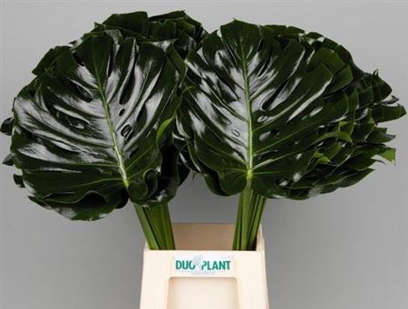 <h4>Monstera Blad 35 Cm Duo</h4>