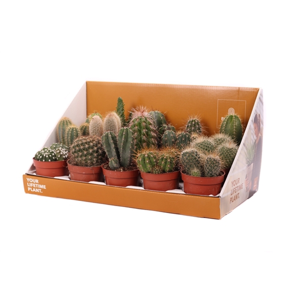 <h4>Cactus mix 10,5 cm in showdoos your lifetime plant</h4>