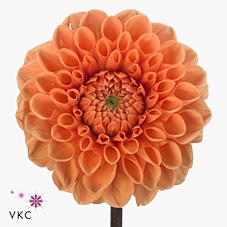 <h4>Dahlia sylvia</h4>