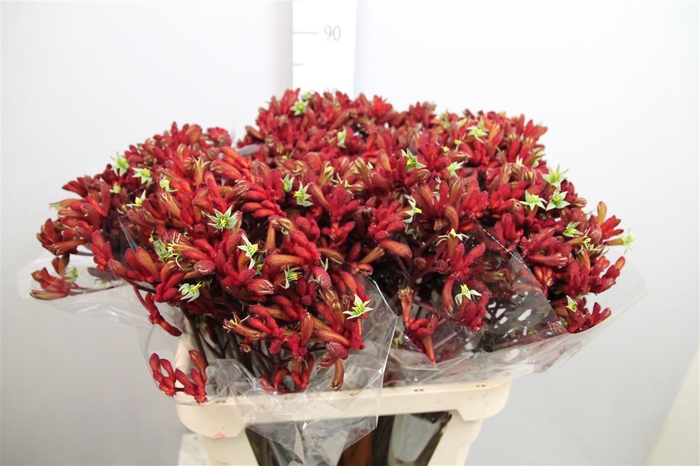 <h4>Anigoz Early Spring</h4>