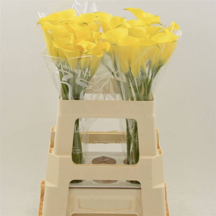 <h4>Calla Gold Medal | Extra large flowers</h4>