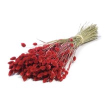 <h4>.Phalaris red</h4>