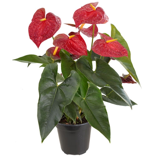 <h4>ANTHURIUM P17 VERMELHO</h4>