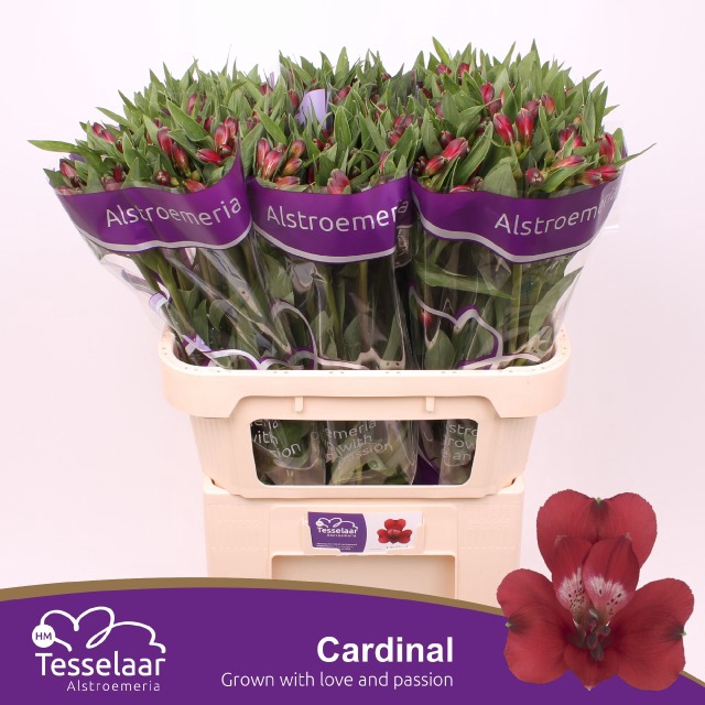 <h4>ALSTR CARDINAL</h4>
