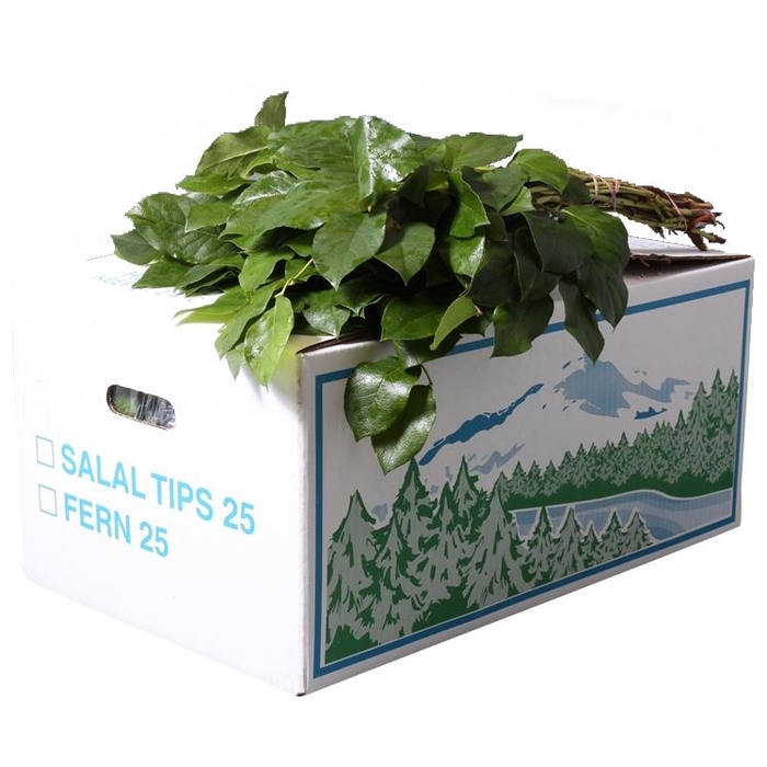 <h4>Salal Tip Product Evergreen AIR</h4>