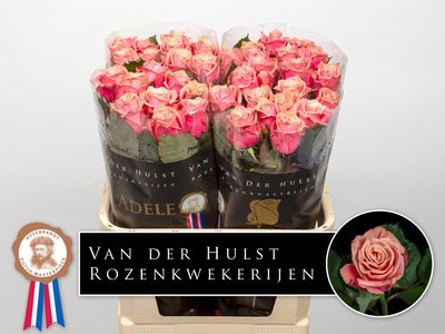 <h4>Rosa la adele</h4>