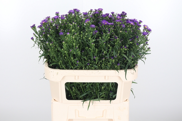 <h4>Aster Purple Monarch</h4>