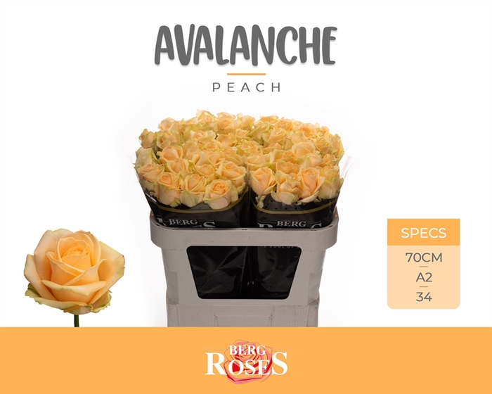<h4>R GR Avalanche Peach+ A2</h4>