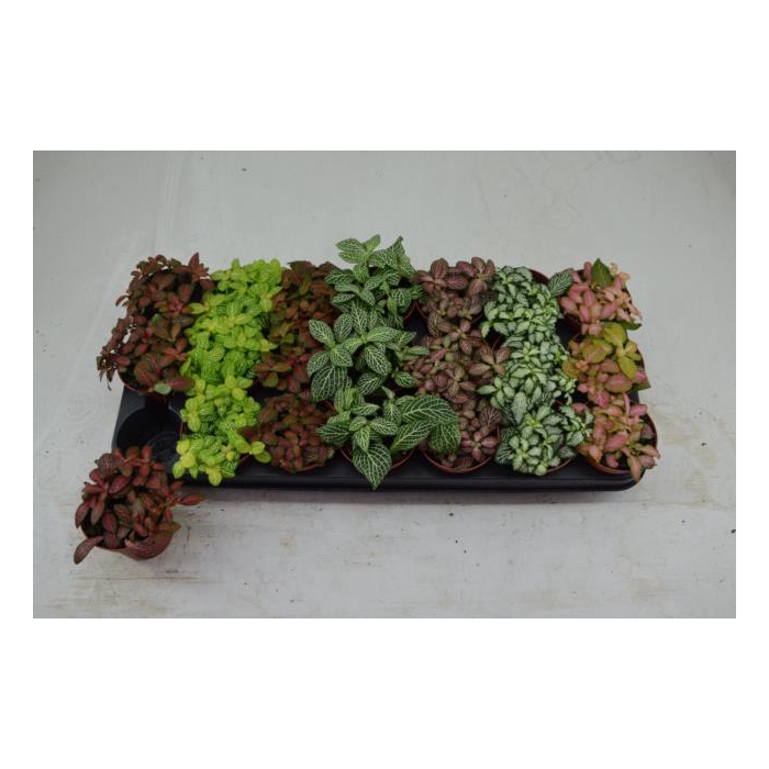 <h4>Fittonia mix 8,5Ø 10cm</h4>