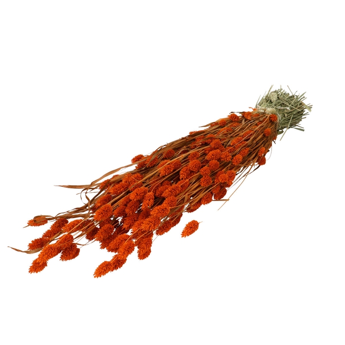 <h4>Droogbloem Phalaris 70cm</h4>