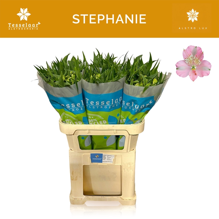 <h4>ALSTR STEPHANIE</h4>