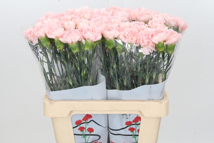 <h4>Dianthus St Maruchi</h4>