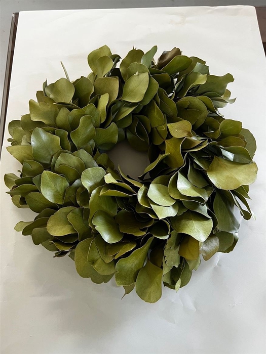 <h4>Wr Euca Populus Naturel 50cm ( Tn3122 )</h4>