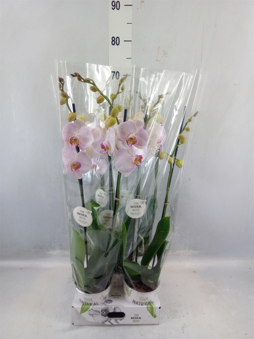 <h4>Phalaenopsis 'fc True Love'</h4>