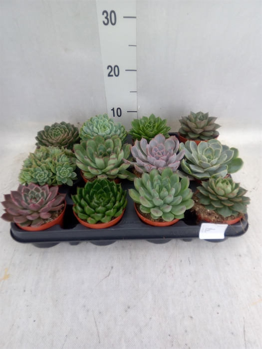 <h4>Echeveria   ...mix</h4>