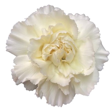 <h4>Di St Cream Rodas 55</h4>