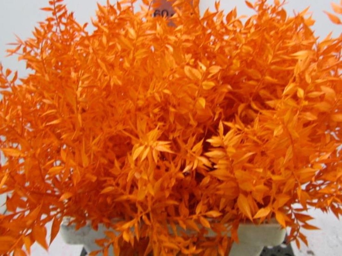 <h4>Ruscus A Gebleekt Oranje</h4>