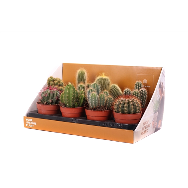 <h4>Cactus mix 12 cm in showdoos your lifetime plant</h4>