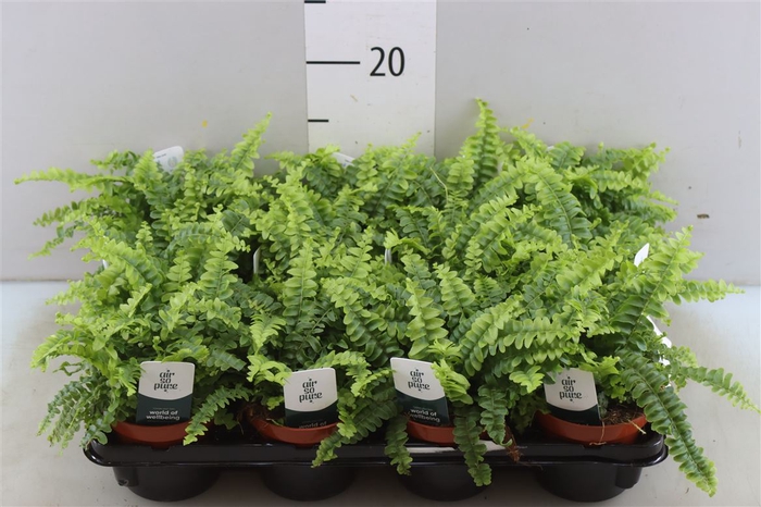 <h4>Nephrolepis Green Lady</h4>