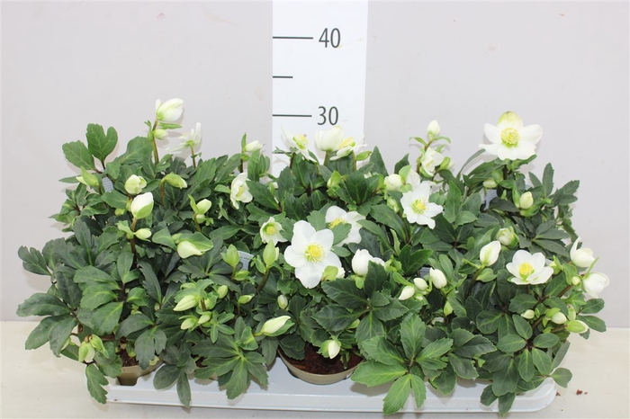 <h4>Helleborus Ni Chr Carol 10+ In Gold Colorpot</h4>