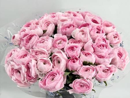 <h4>Ranunculus clooney pink lady</h4>