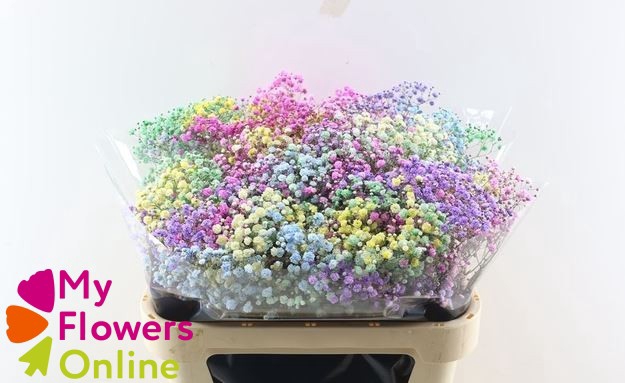 <h4>Gyps Pa Excellence Tinted Rainbow per Bunch 80cm EC</h4>