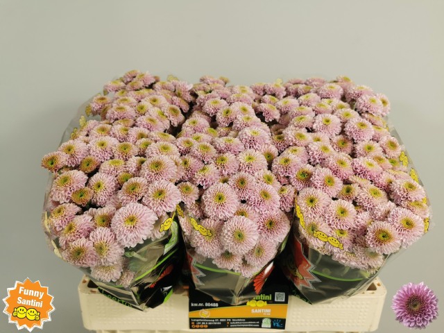 <h4>CHR S AAA DORIA PINK</h4>