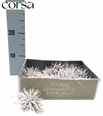 <h4>Till Airplant Sneeuw</h4>