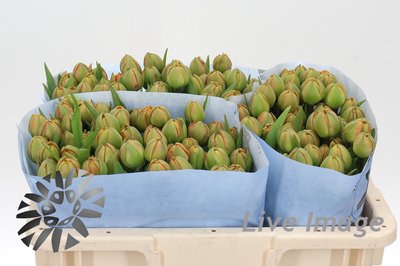 <h4>Tulipa do miranda</h4>