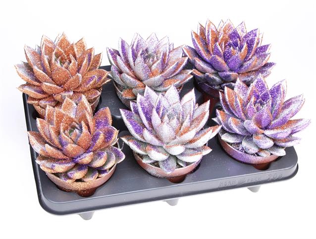 <h4>ECHEVERIA GLITTER TRIO P12</h4>