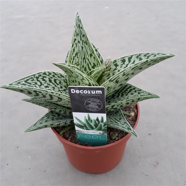 <h4>Aloe variegata 'Tribal' (Decorum)</h4>